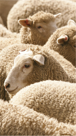 sheep-about
